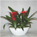 /fileuploads/Produtos/Plantas Naturais/thumb__Isisflor_Duo_Bromelia_01.png